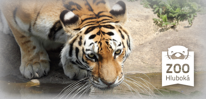 ZOO Hluboká