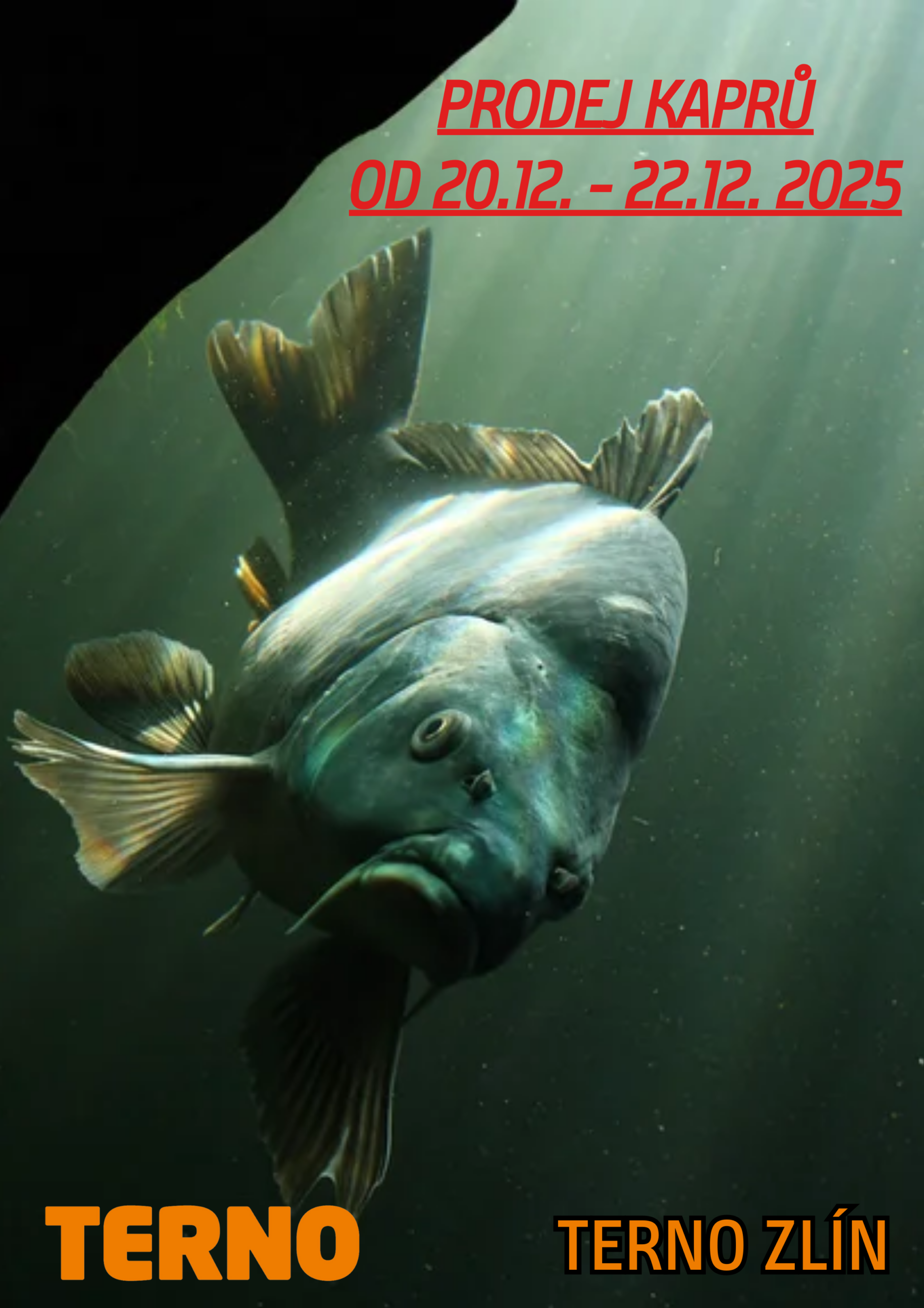 VÁNOČNÍ PRODEJ KAPRŮ u Terno Zlín