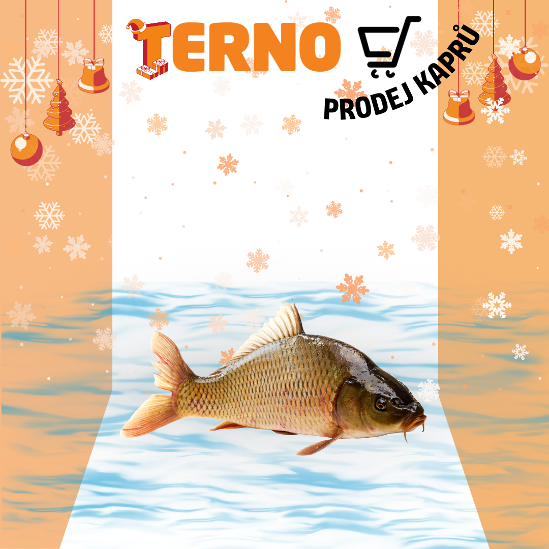 Prodej vánočních kaprů